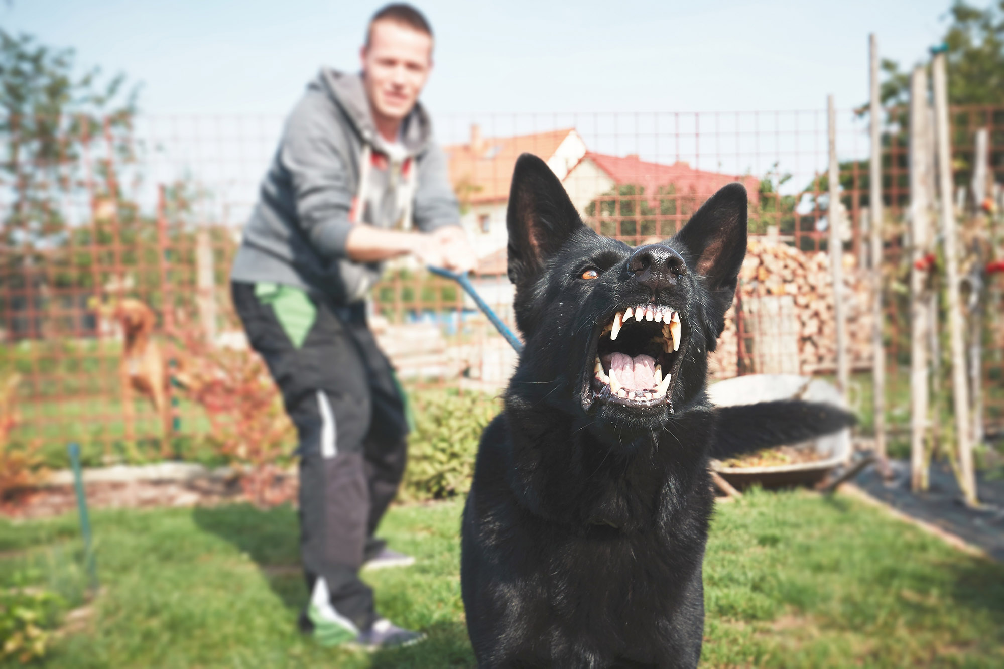 dog attack dog bites personal injury solicitors Wakefield