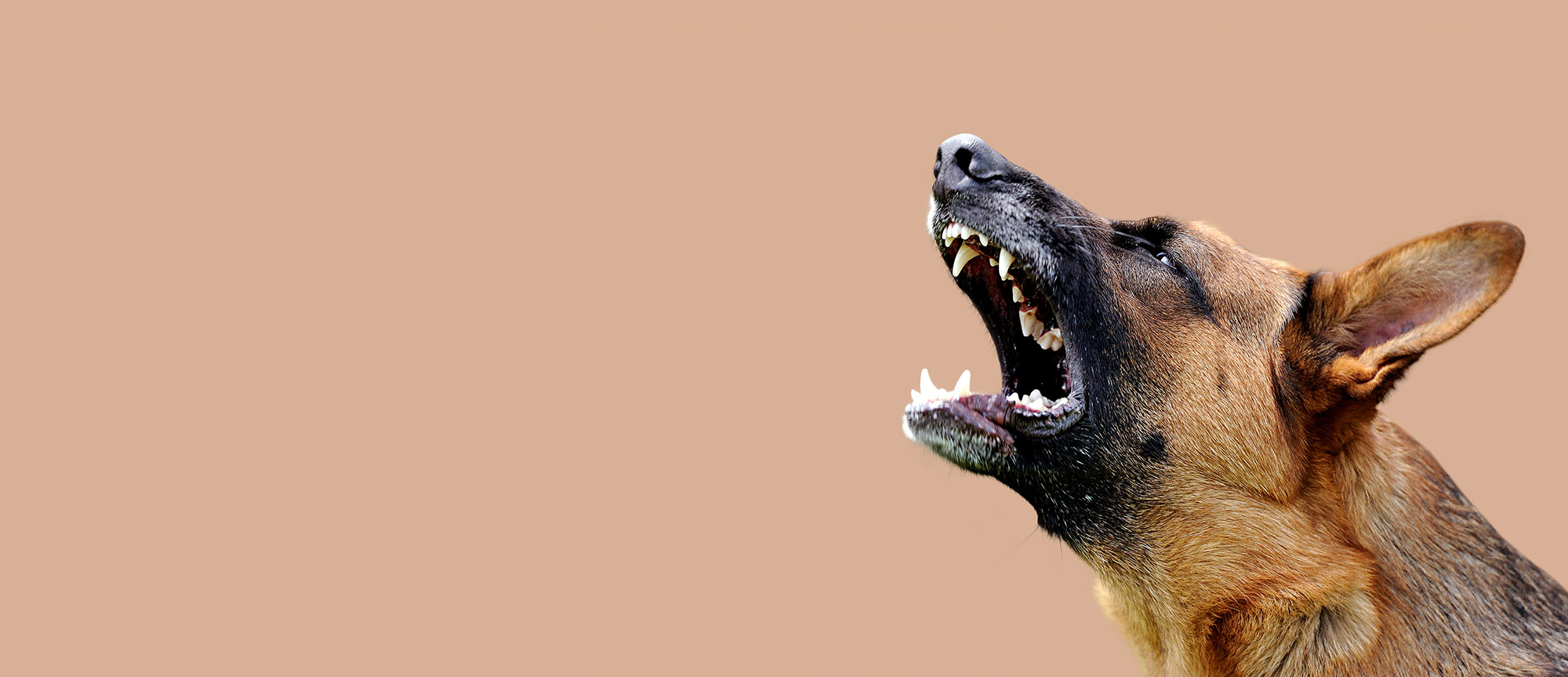 dangerous dog bite attack personal injury solicitors Wakefield